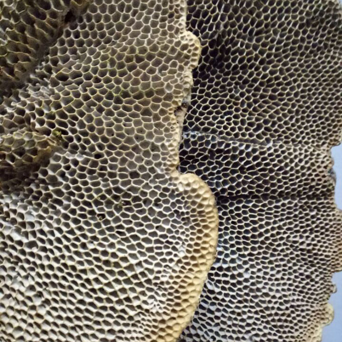 5件包邮野生中草药材蜂窝灵芝 毛蜂窝菌 龙眼梳 龙眼菌 无硫正品