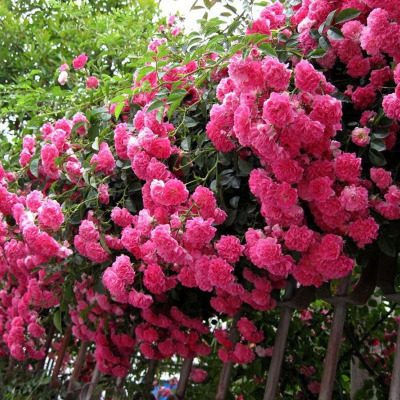 嫁接盆栽苹果树苗沙果果树苗南方北方种植当年结果芭蕾苹果树苗木