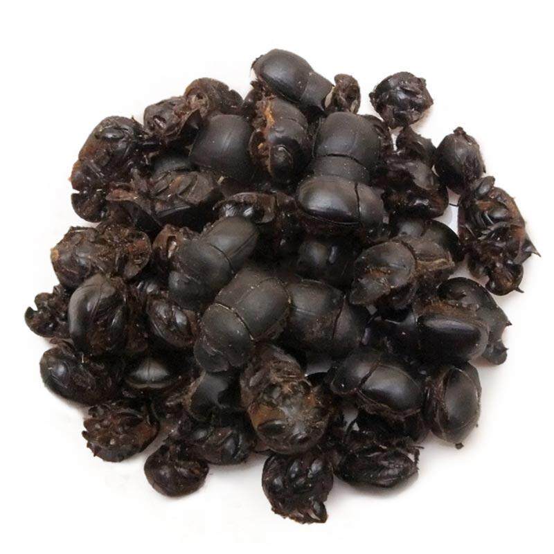 中药材供应 独角蜣螂虫 大将军虫 屎壳郎 蜣螂 250克150元 包邮