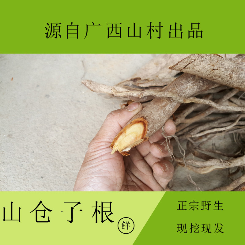 山苍子,山仓子 ,山鸡椒,木姜子 纯根 正宗野生新鲜品 500g