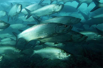 泰龐海鰱 大西洋戰斧 加拉辛類大型 熱帶魚 觀賞魚 淡水魚 活體