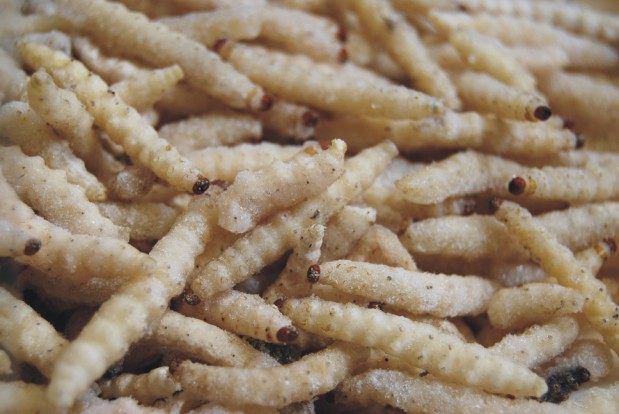 野生速冻竹虫500克包邮食用昆虫竹虫草云南竹蜂竹蛆笋蛆野味美味