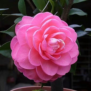 休斯富豪茶花苗盆栽室内阳台庭院客厅云南山茶树苗观花植物包邮