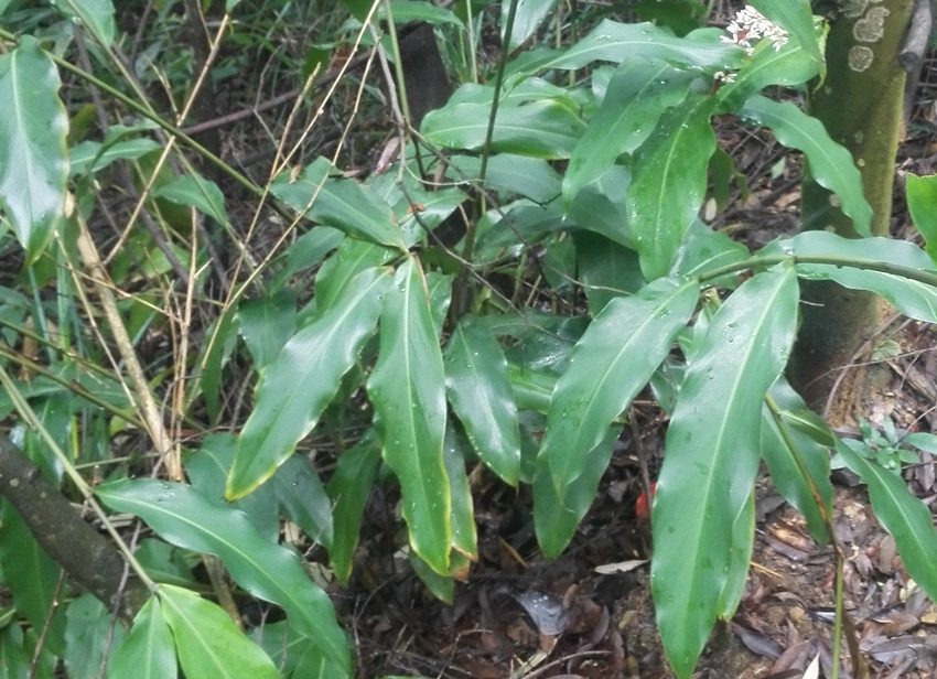 廣西深山新鮮野生 小山姜 當天發貨 滿包郵