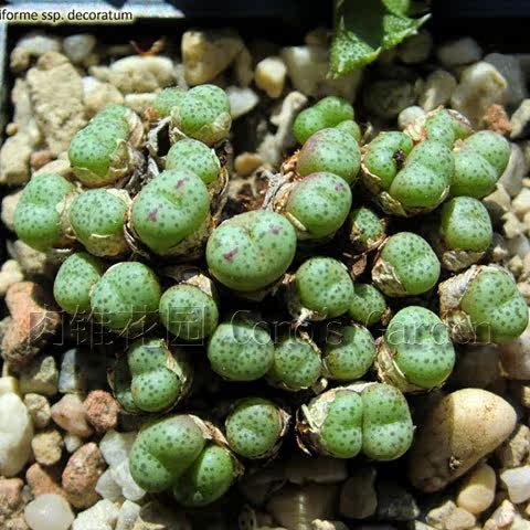 进口多肉植物盆栽 可爱绿植 mesa原包 肉锥荧光玉 decoratum种子