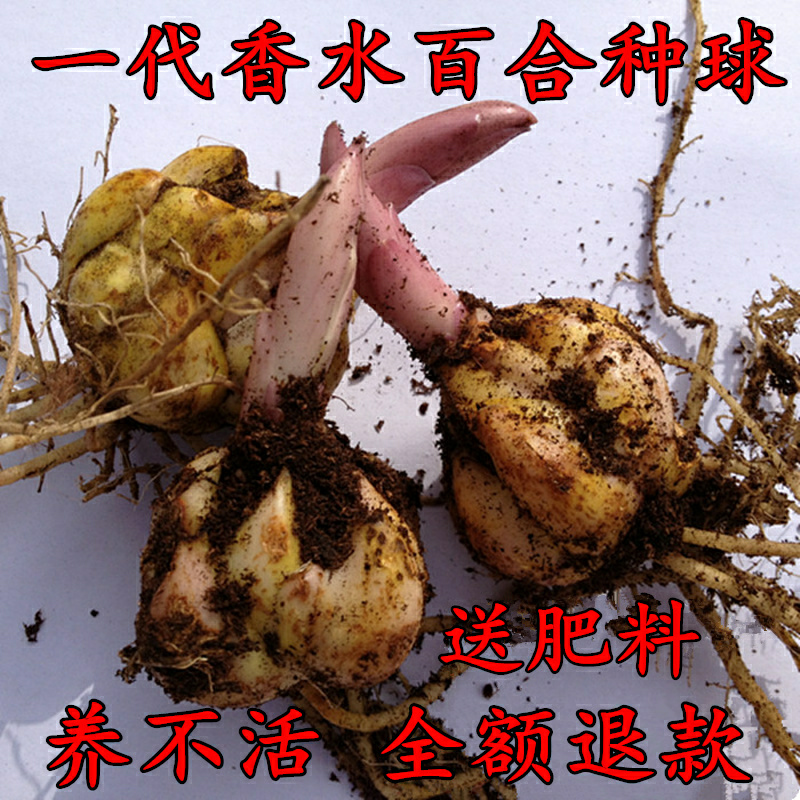 进口香水百合种球带芽百合花种子四季花卉绿植水培盆栽多肉包邮$1.