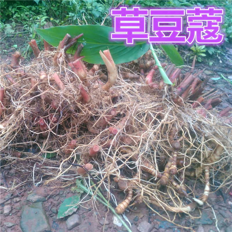 野生草藥新鮮草豆蔻 草扣 草蔻仁 偶子 野薑 草豆蔻苗 香料種苗