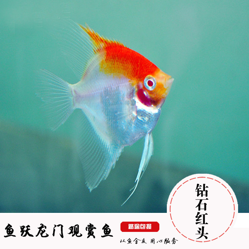 熱帶觀賞魚神仙魚燕魚鑽石紅頭燕魚紅頭玻璃燕魚紅眼鑽石魚活體