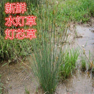 摆不折秧草图片,摆不折秧,秧草图片_大山谷图库