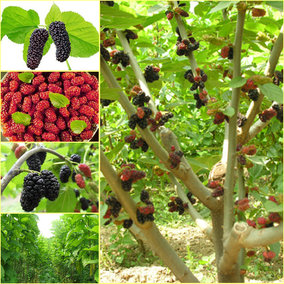 爬藤果树苗 嫁接果苗 赤霞珠葡萄苗 酿酒葡萄种苗 庭院葡萄树苗