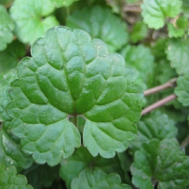 寿宁天然山草药 连钱草 金钱草 地钱儿 铜钱草干货500克特价