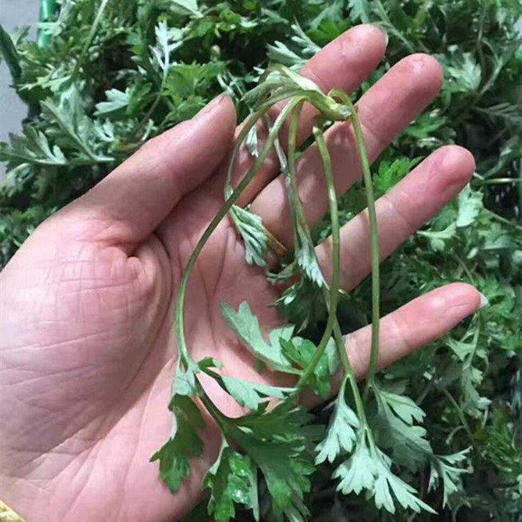 新鲜艾叶新鲜艾草叶 新鲜艾草 野生生艾叶艾粄艾米果青团糍粑蔬菜