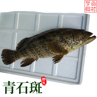 湛江野生青石斑魚點帶石斑魚芝麻斑紅斑鱠魚快魚