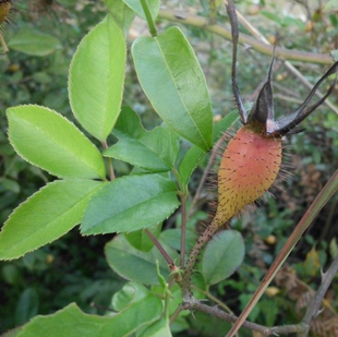 金樱子 野生新鲜中草药材视频下现采 刺榆子刺梨子金罂子糖罐