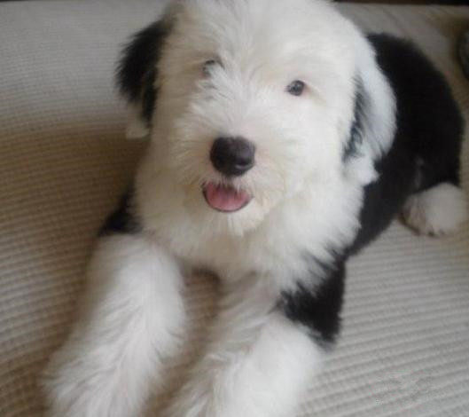 纯种古代牧羊犬古牧犬幼犬出售海盗眼宠物狗狗活体 支持支