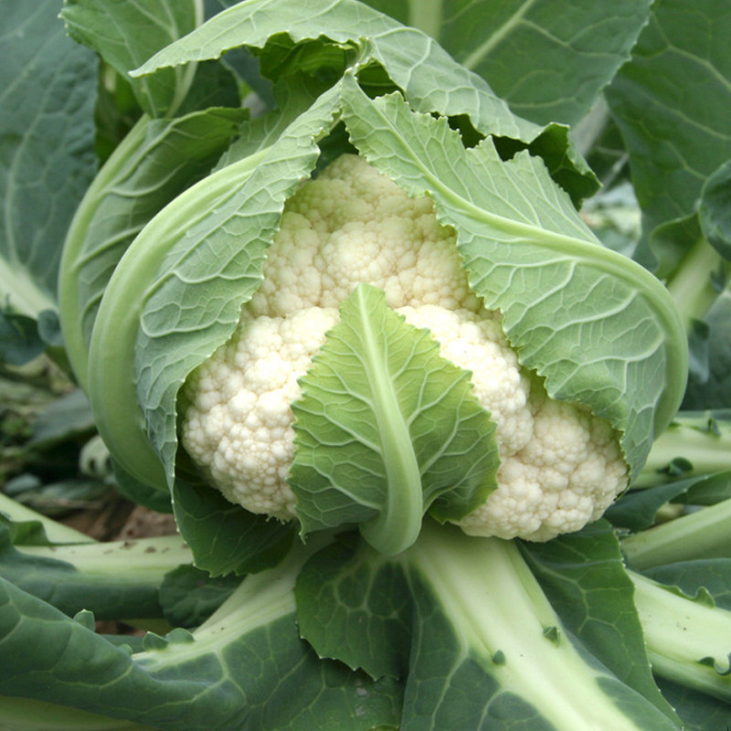 诸葛农夫 新鲜采摘花菜番芥蓝菜花花椰菜椰菜花农家蔬菜550g_双氙车灯