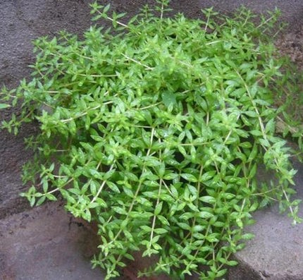 爬地大珍珠草坪网片定植前景草活体水草懒人造景迷你矮速成真水草