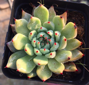 月影杂|老桩群生 精养控型 一物一拍 根系强健 雪安多肉庄园