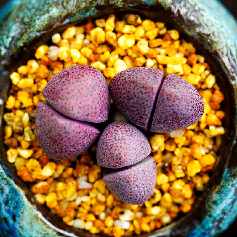 红帝玉多肉植物生石花超萌肉肉办公室阳台精品盆栽花陌派云南多肉