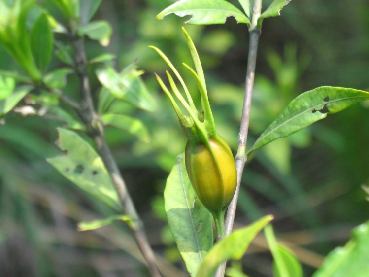 特级中药材野生纯天然栀子黄栀子枝子木丹山栀子花茶 250g包邮