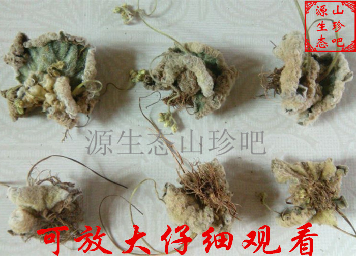 绵还阳草散血草 野生岩石白菜 牛耳草 歇壁蝴蝶 猫耳 茶石娥干品