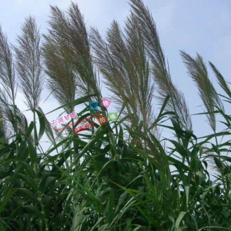 芦根 野生新鲜芦苇根草药材 下单现挖 芦根 鲜货500克