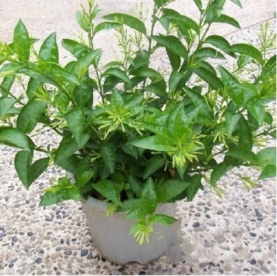 夜来香花苗 夜香树苗盆景室内盆栽夜来香苗 驱蚊虫净化空气花卉