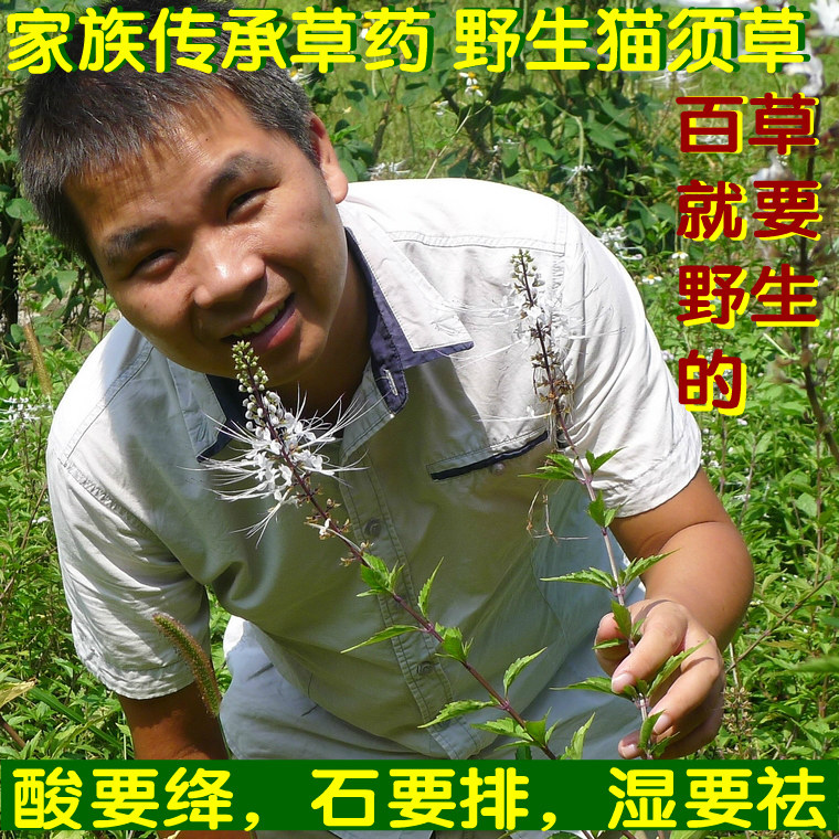 新鲜野生五叶神根汤料绞股蓝草5叶胆五叶参野生野菜2份包邮