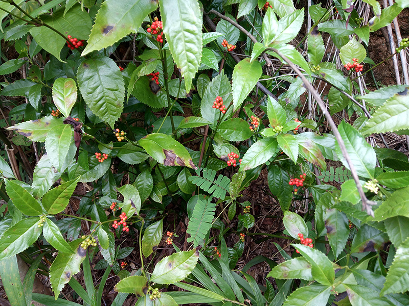 中药材肿节风 九节茶 九节风 接骨莲 草珊瑚 500克18元 促销包邮