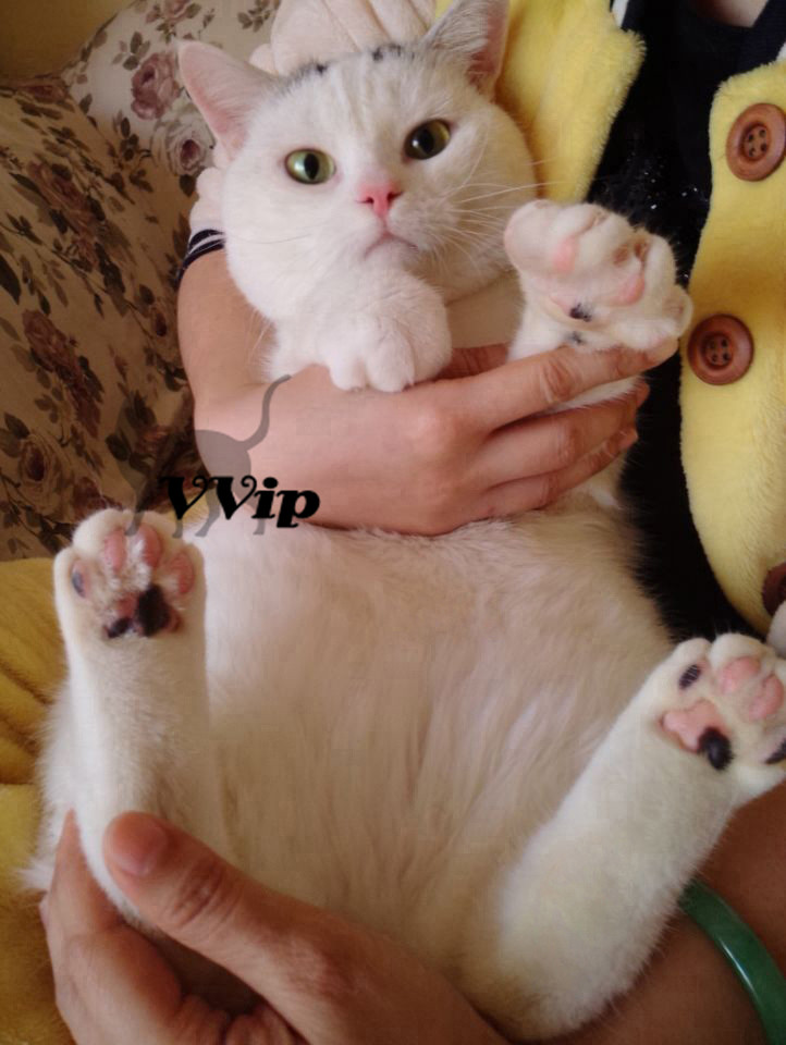【双c】繁育级碧绿眼银虎斑高白梵文成年dd美国短毛猫弟弟种公