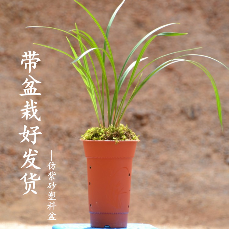 细叶兰图片,细叶寒兰图片,细叶榕树图片_大山谷图库