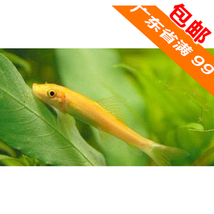 活體 御寵名斗居 老鼠魚 金苔鼠魚 工具魚 除綠藻魚 熱帶魚 觀賞魚