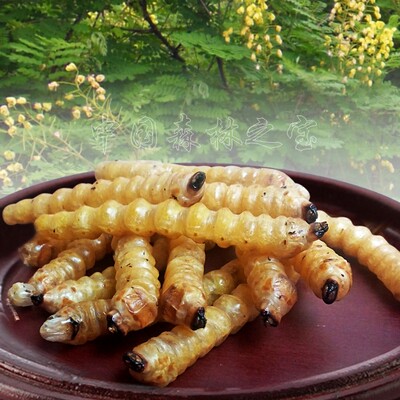 野生斗米虫正宗黄牛刺虫子白细胞白蛋白子午虫