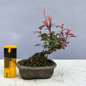 红叶小檗盆景盆栽紫叶小劈微型盆景实物掌上桌面茶台新手小盆景