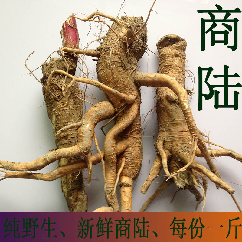 【每份500g】新鲜商陆根 野生现挖大苋菜土冬瓜章柳根山萝卜药材