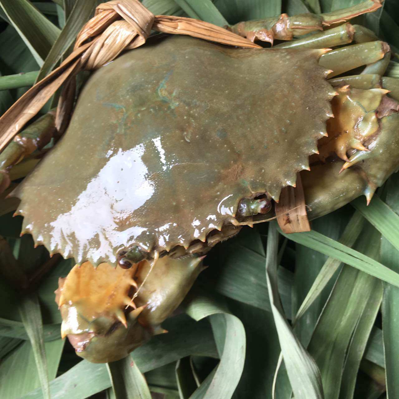 老父养的蟹 大红膏蟹奄仔肉蟹青蟹 海鲜水产鲜活 海蟹 公母配5只