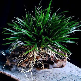 金钱 龙须虎须菖蒲附石菖蒲盆景水培植物室内盆栽花卉绿植