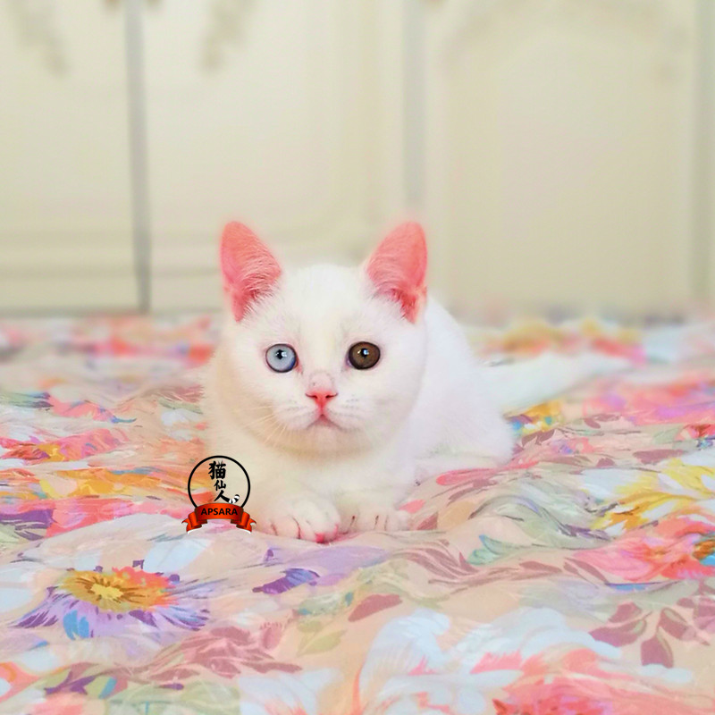 【已去新家】纯白英国短毛猫活体宠物小猫咪公猫鸳鸯眼白猫幼猫