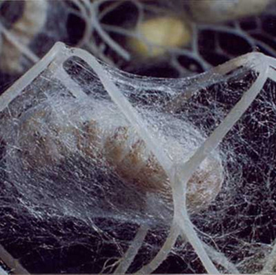 蚕宝宝结茧子专用网 结茧专用网 彩蚕结茧网 蚕结茧 蚕宝宝专用