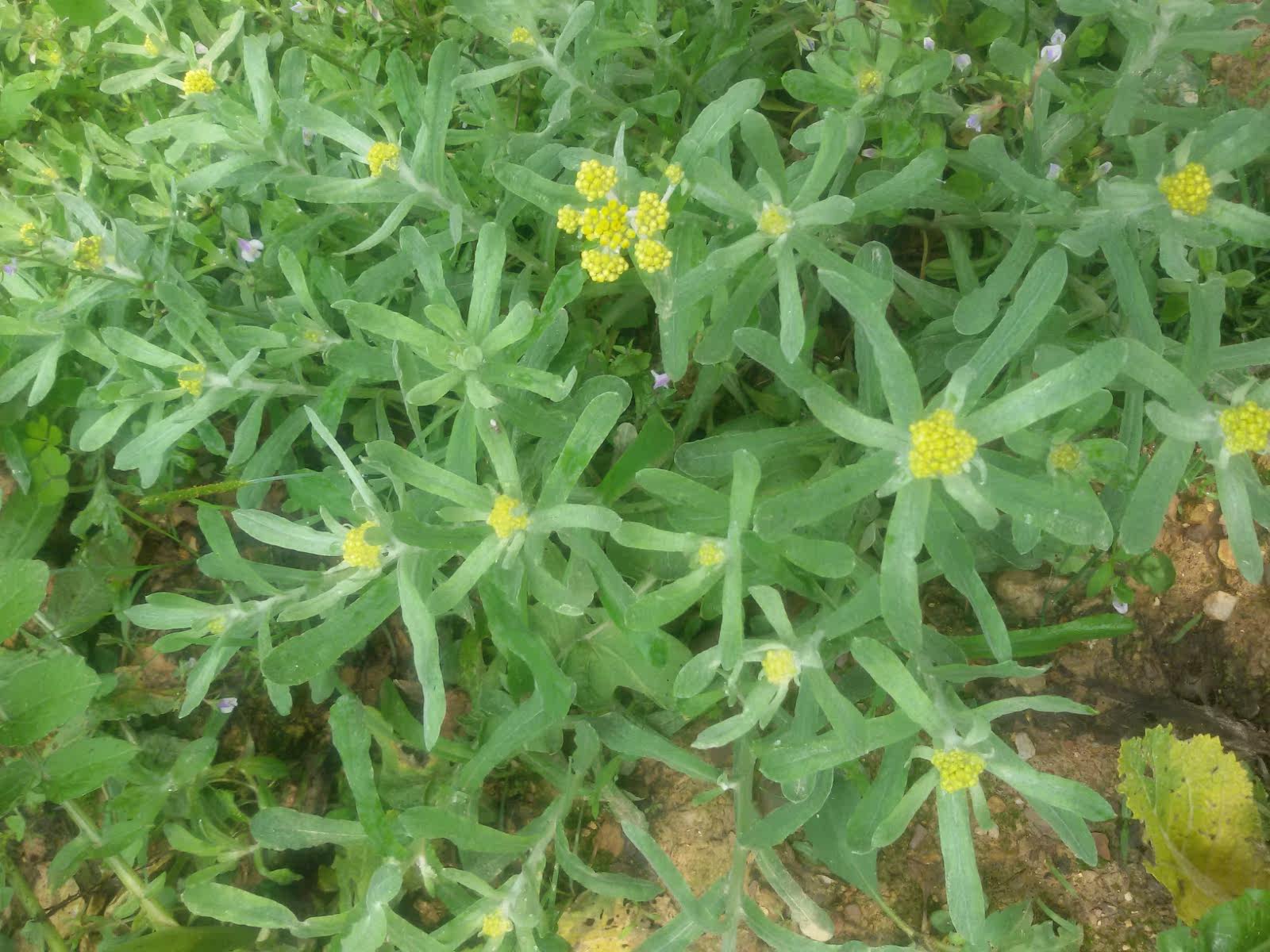 野生清明草 清明菜粑粑 新鲜野菜鼠耳草棉花菜水菊子花耳500g