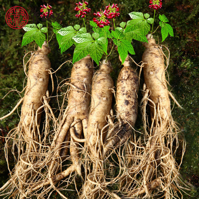 长白山新鲜人参 小鲜参小人参一元参 新鲜带土 煲汤料 满18元包邮