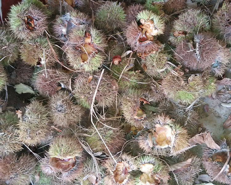 3斤装风栗壳栗毛壳栗刺壳板栗壳斗栗子壳板栗刺壳栗蓬批发干刺_爱酷商