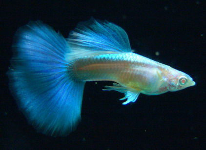 纯种蓝礼服白子 天空蓝凤尾孔雀鱼 观赏鱼热带鱼 活体家养易活