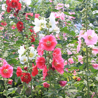 蜀葵花種子一丈紅花卉種子工程園林庭院綠化草花種子花籽包郵