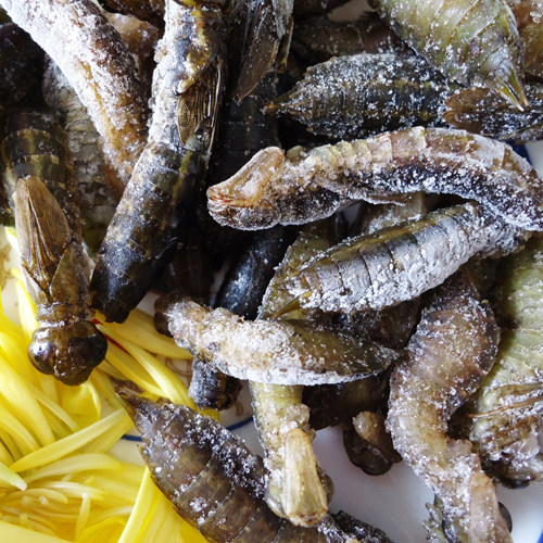 云南野味速冻昆虫野生水蜻蜓油炸美味酥香佐酒佳品酒店食材