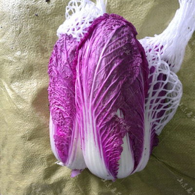 紫宝紫白菜种子 紫色蔬菜 家庭菜园四季播包邮 秋季紫色白菜种子