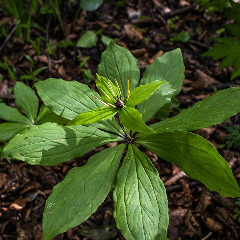 云南野生重楼香格里拉高原滇重楼七叶一枝花独脚莲 100克 七叶重