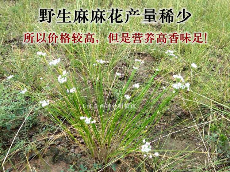 山西特产麻麻花山葱花调料忻州野生摘麻花50g干菜超干拍3袋包邮