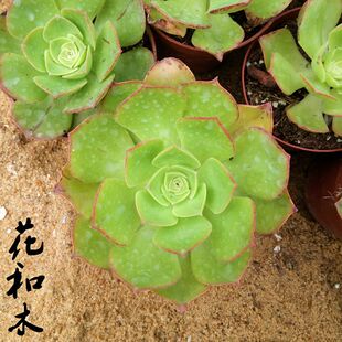 觀音 玉龍觀音單頭葉展10釐米 大型多肉植物 快遞易傷葉 花和木多肉