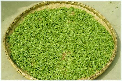 2016年新茶扬州绿杨春茶叶 绿茶特产仪征捺山绿扬春绿阳春茶单芽